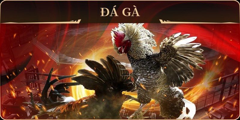 78 win đá gà trực tiếp campuchia