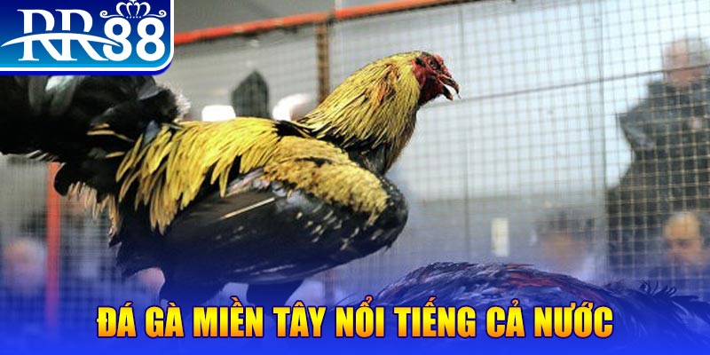 78 win đá gà 88